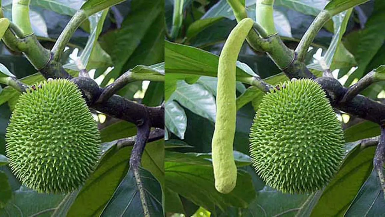 (C) toptropicals