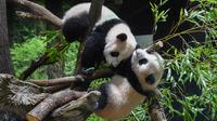 Panda kembar kelahiran Jepang Xiao Xiao (atas) dan Lei Lei, terlihat bersama di Kebun Binatang Ueno di Tokyo, Rabu (12/1/2022). Panda kembar raksasa yang lahir pada bulan Juni tahun lalu itu, sekarang memiliki berat masing-masing sekitar 13 hingga 14 kilogram. (Tokyo Zoological Park Society via AP)