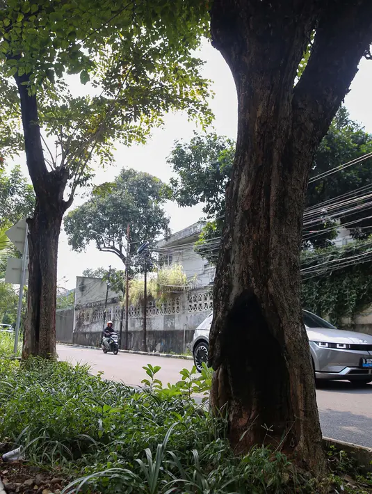 Pohon tumbang berpotensi menimbulkan korban jiwa dan mengganggu aktivitas masyarakat ketika musim hujan yang disertai angin tiba. (Liputan6.com/Angga Yuniar)