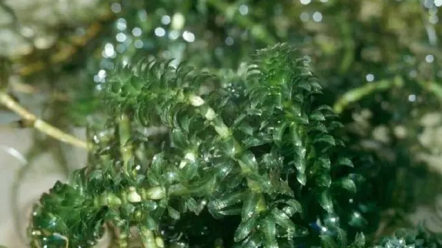Hydrilla
