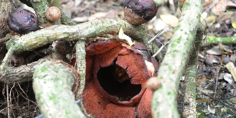 Melihat Bunga Langka Rafflesia Padma yang Mekar di Kebun Raya Bogor