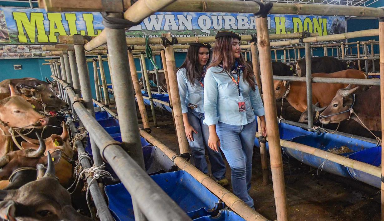 Hewan yang dijual terdiri dari sapi lokal dan impor dengan beragam ukuran. Harga hewan kurban yang ditawarkan bervariasi, mulai dari sekitar Rp 17 juta hingga Rp 100 juta per ekor, tergantung jenis dan bobot hewan. Tampak dalam foto, dua Sales Promotion Girl (SPG) dengan mengenakan kostum ala pramugari menunjukkan hewan qurban di Mall Hewan Qurban H. Doni, Depok, Jawa Barat, Senin (11/5/2026). (merdeka.com/Arie Basuki)
