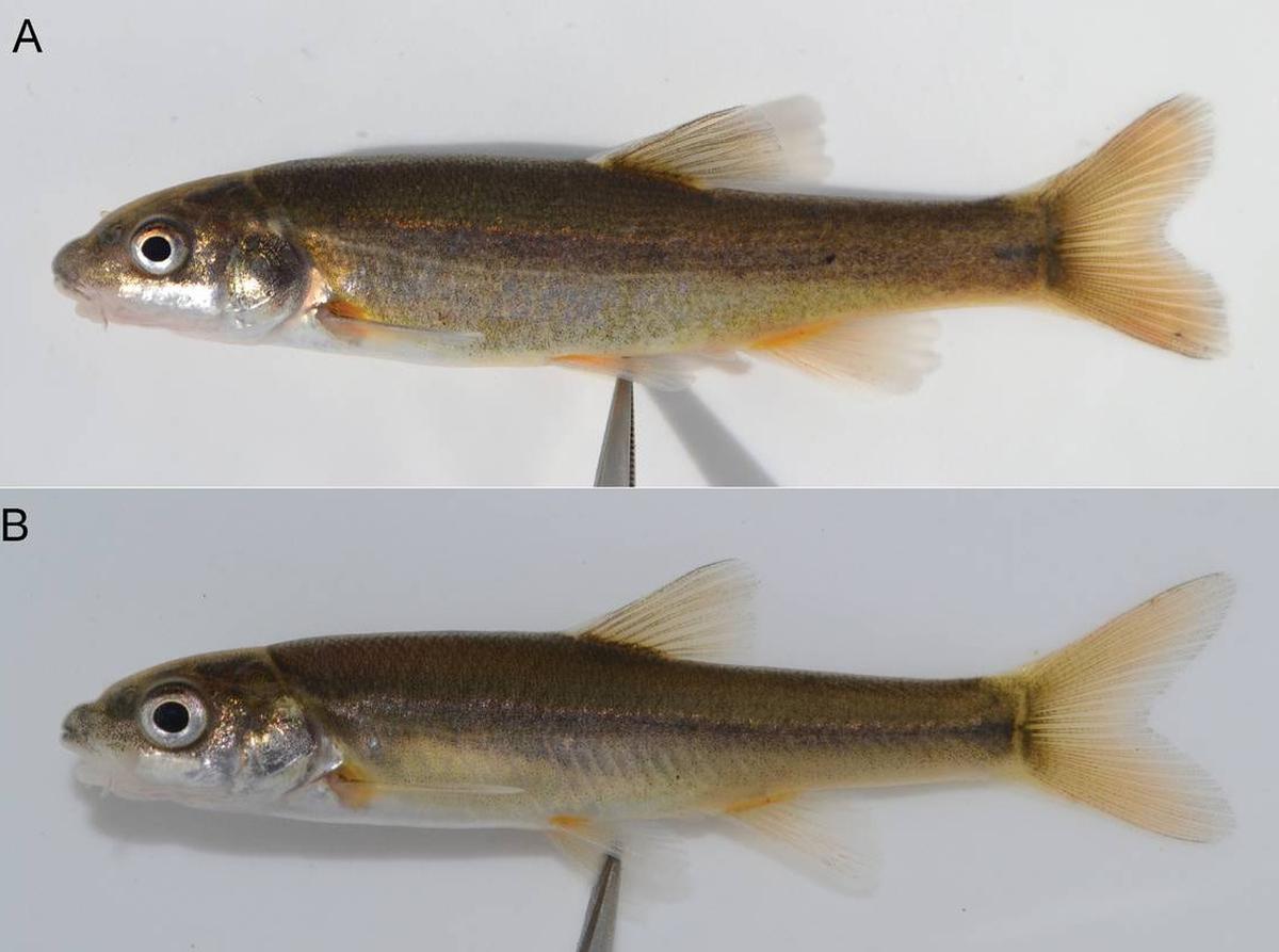 redfin Umzimkhulu
