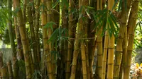 Ilustrasi bambu kuning. (Foto oleh Oleksandr P: https://www.pexels.com/id-id/foto/pohon-bambu-320029/)