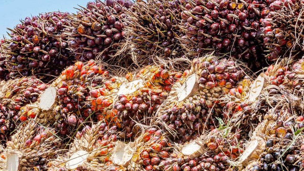 Indonesia Kini Punya Bursa Komoditi Berjangka, Bisa Jadi Referensi Harga CPO