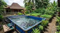 Trik Budidaya Lele Rumahan supaya Kolam Tetap Produktif Tanpa Sering Ganti Air Total