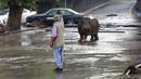 Seorang pria memberikan isyarat kepada seekor kuda nil yang berkeliaran di tengah kota di Tbilisi, Georgia, Minggu (14/6/2014). Banjir yang melanda daerah tersebut menyebabkan sejumlah hewan lepas dari kebun binatang. (REUTERS/Beso Gulashvili)