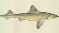 Ilustrasi hiu smooth-hound (wikimedia commons)