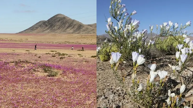 Bunga di Gurun Atacama