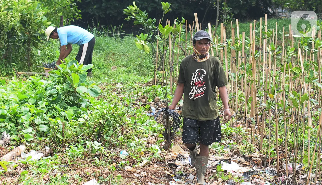 Mangrove memiliki peran yang penting untuk mencegah abrasi pantai. (merdeka.com/imam buhori)
