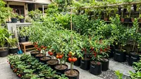 10 Pohon Buah Mini yang Cocok Ditanam di Polybag untuk Pekarangan Sempit dan Urban Farming