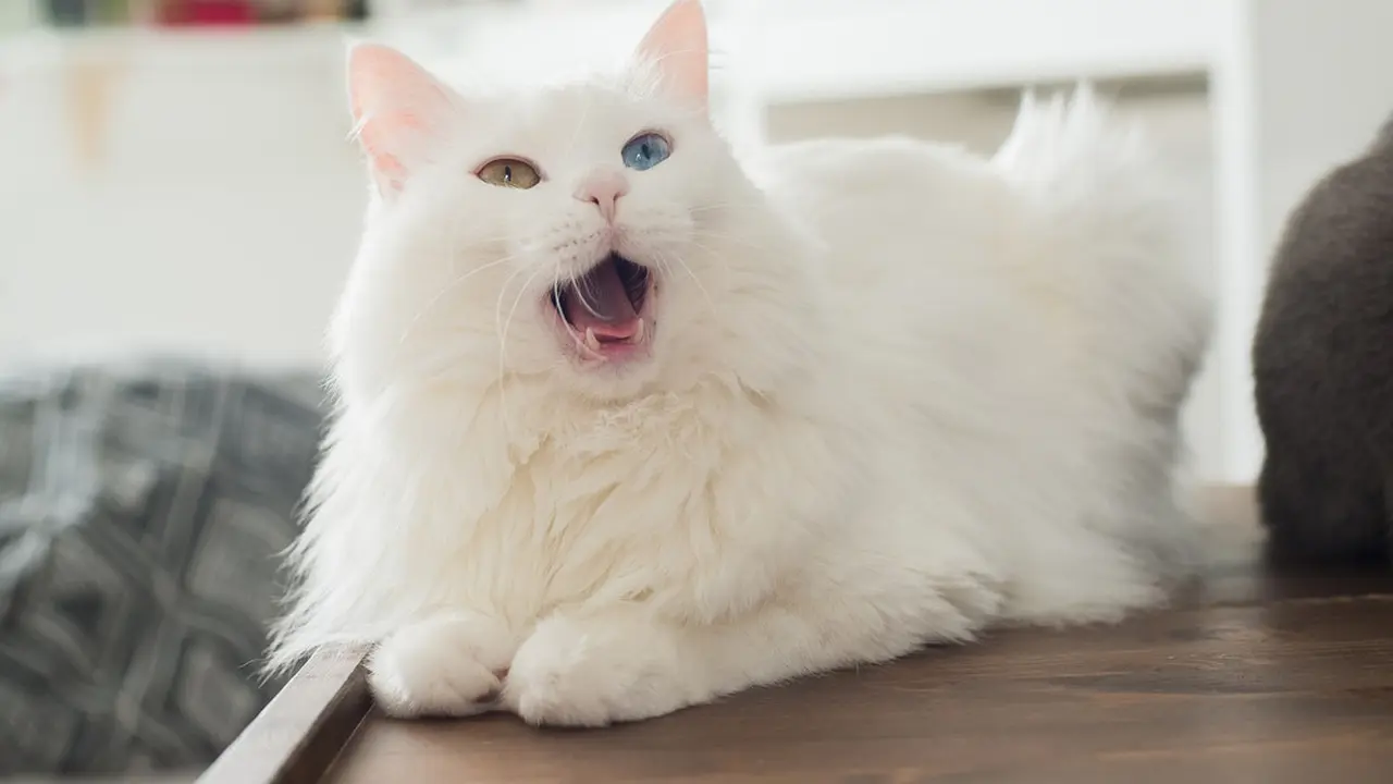 Punya Kucing Anti-Sosial? Ini Cara Bantu Anabulmu Jadi Lebih Bersahabat