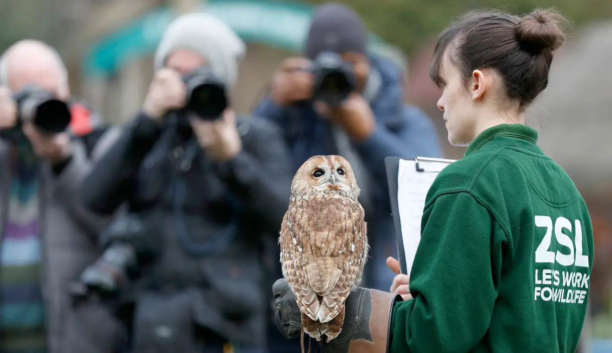 Burung hantu Alberta menoleh saat sensus tahunan di Kebun Binatang ZSL London, Inggris, Kamis (2/1/2020). Kebun Binatang ZSL London melakukan sensus tahunan terhadap lebih dari 500 spesies. (AP Photo/Frank Augstein)