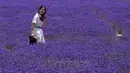 Seorang wanita mengunjungi ladang lavender di Wilayah Huocheng, Daerah Otonom Uighur Xinjiang, China (16/6/2020). Dengan lahan budidaya seluas 3.733 hektare, industri lavender di Wilayah Huocheng menciptakan 15.000 lebih lapangan pekerjaan pada 2019. (Xinhua/Zhao Ge)