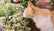 12 Tanaman yang Beracun untuk Kucing yang Sering Ada di Rumah