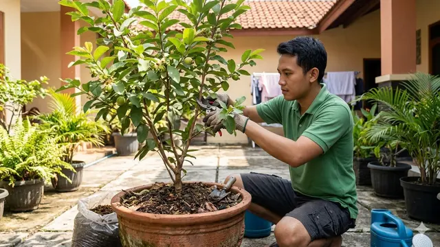 Cara Menanam Jambu Kristal di Pot (Foto: Gemini AI)