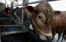 Satu Sapi Dilaporkan Mati karena Antraks, Begini Langkah Pemkab Gunungkidul Cegah Penyebaran