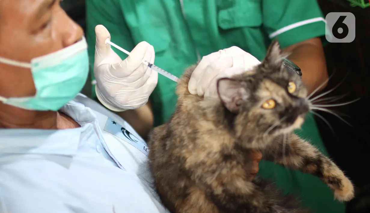 Petugas menyutikan vaksin rabies kepada kucing di Pasar Barito, Jakarta, Senin (28/3/2022). Sudin KPKP Jakarta Selatan melakukan inspeksi kesehatan hewan di Pasar Barito meliputi penyemprotan disinfektan, pemeriksaan kesehatan hewan dan vaksinasi rabies gratis. (Liputan6.com/Herman Zakharia)