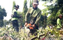 Fakta Menarik: 6.128 Pohon Bermasalah di Jakarta Barat Ditangani, Ini Rinciannya hingga Agustus 2025