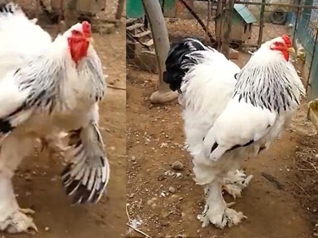 Saking Besarnya Ayam Jantan Brahma Buat Netizen Syok Citizen6 Liputan6 Com