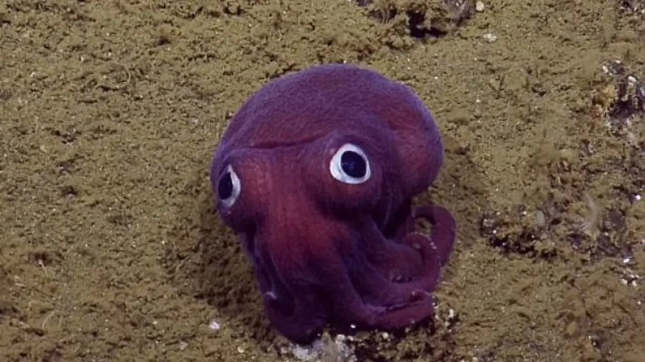 Makhluk ungu bermata bulat dan menggemaskan ini ditemukan 900 meter di lepas pantai California, AS.