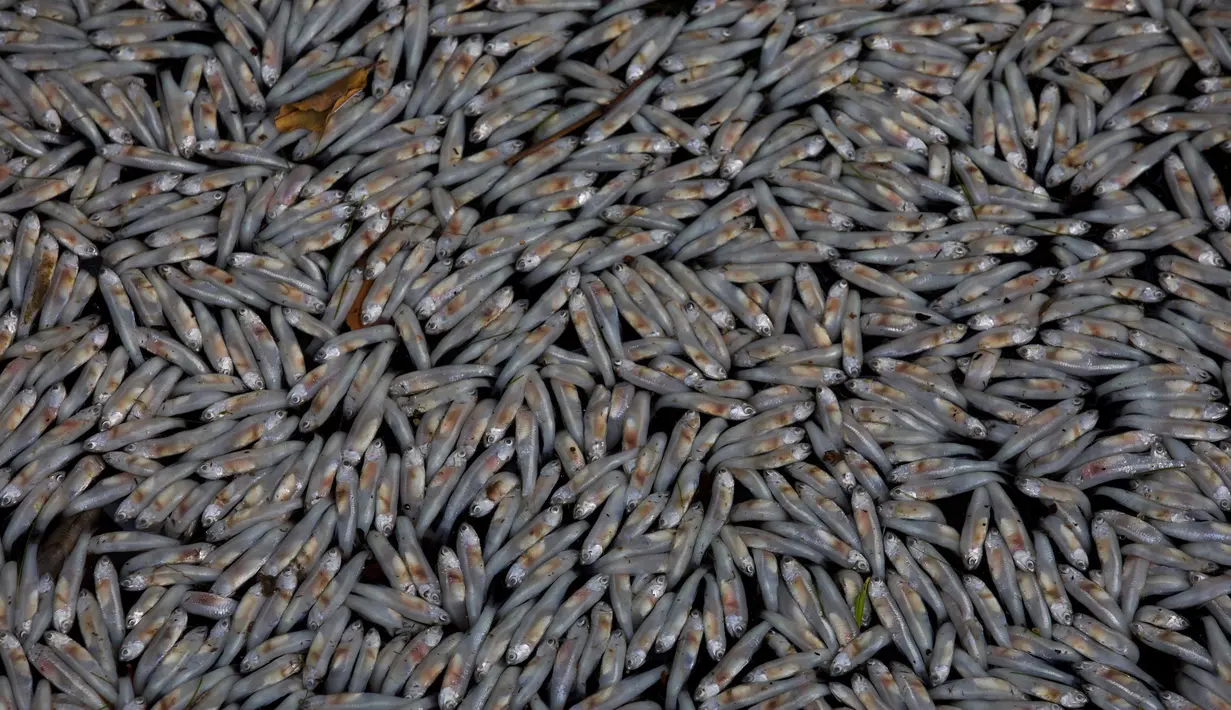 Ribuan ikan mati membusuk dan mengapung di Laguna Rodrigo de Freitas, Rio de Janeiro, Brasil, Jumat (21/12). Ahli biologi menduga panas ekstrem yang disebabkan oleh El Nino mengakibatkan sekitar 21 ton ikan mati dalam tempo singkat. (AP/Silvia Izquierdo)