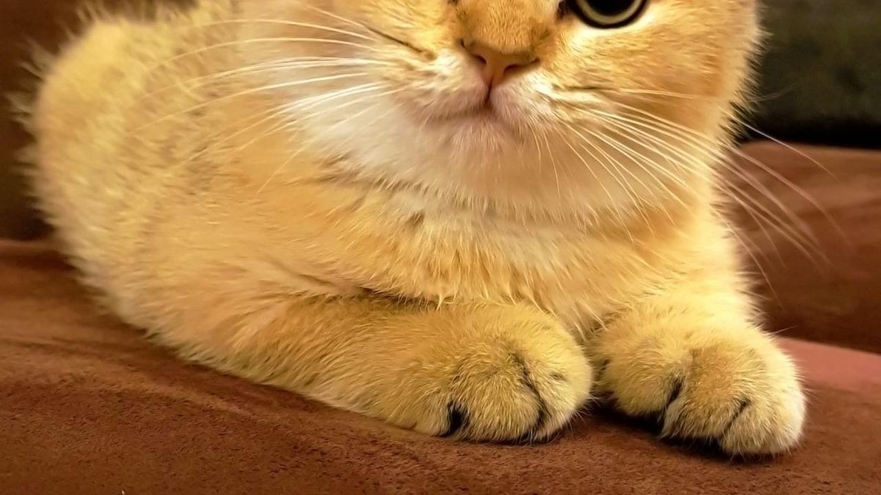 <b>Daftar Obat Cacing Kucing</b>