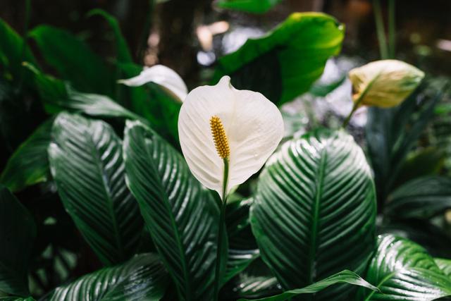 Peace Lily (Spathiphyllum)
