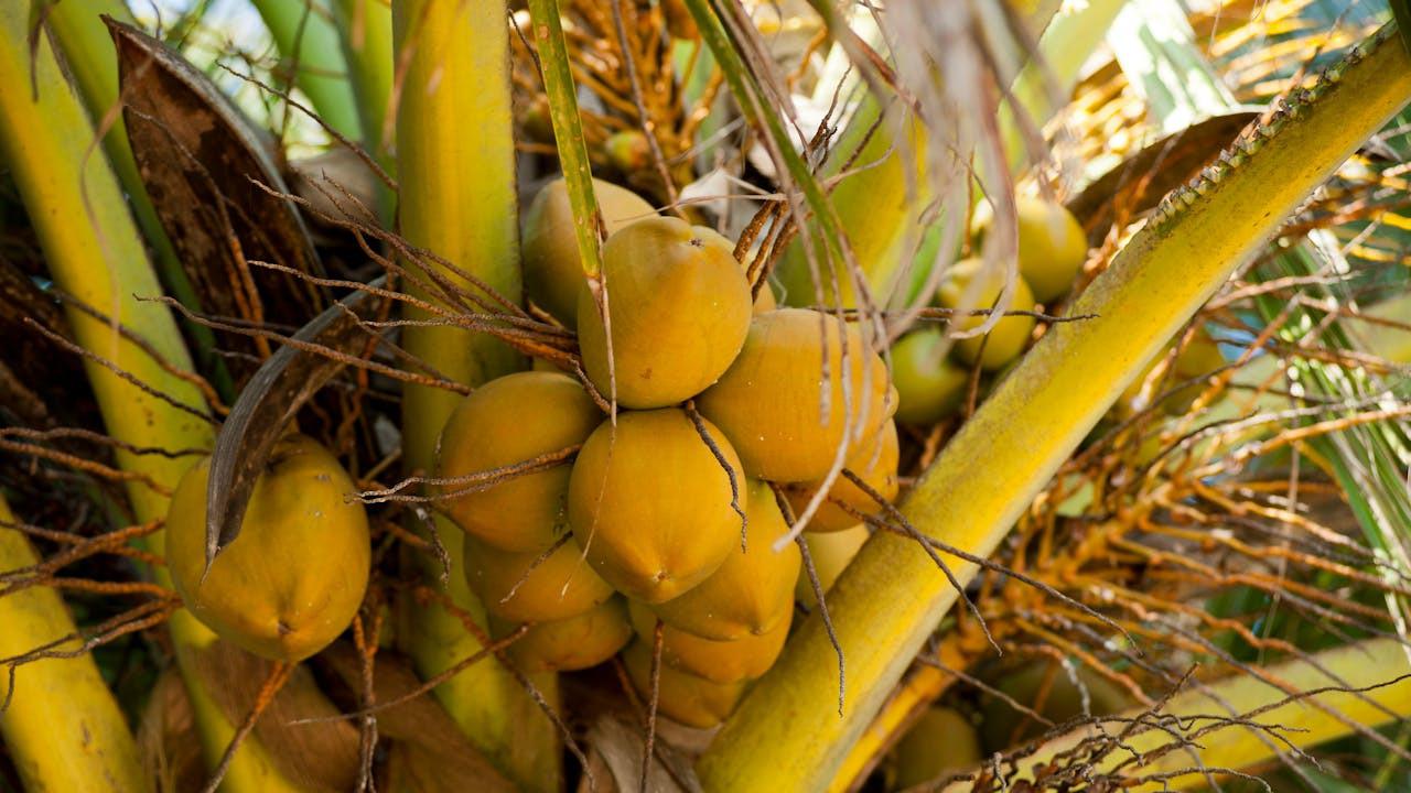 Kelapa