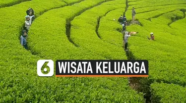 THUMBNAIL KEBUN TEH