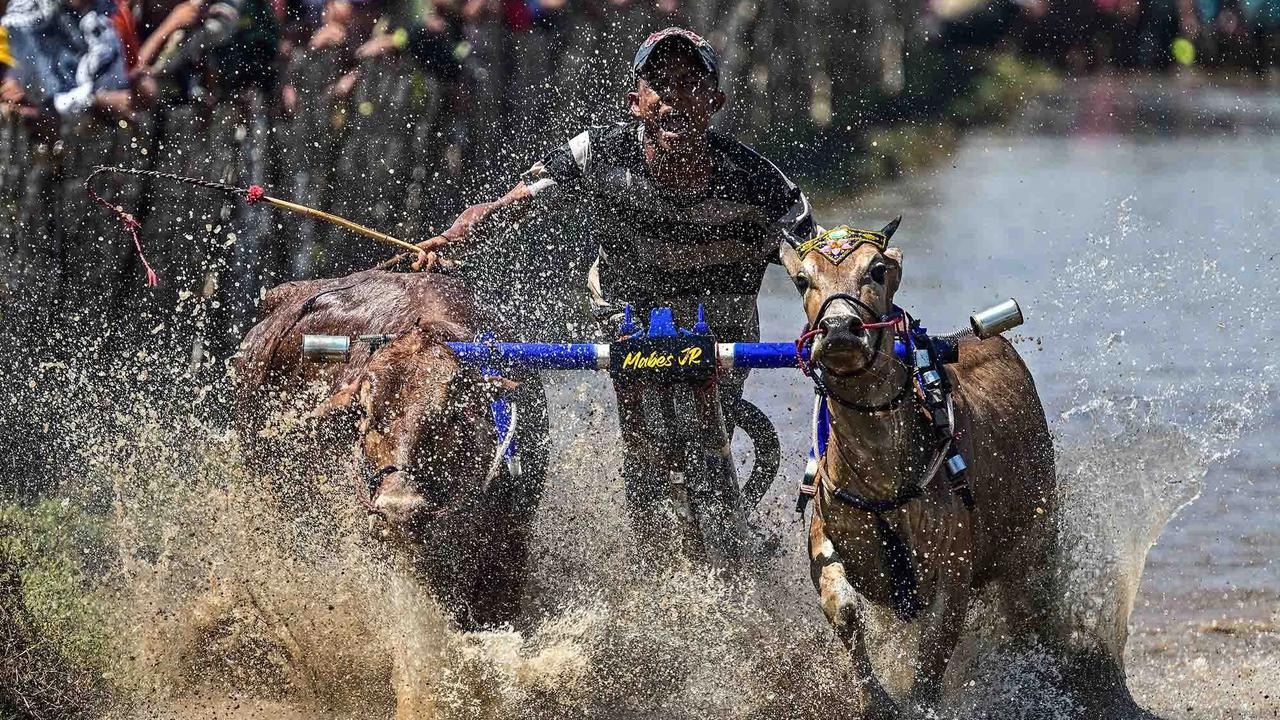 FOTO: Festival Sapeh Brujul  Tampilkan Karapan Sapi di Sawah Berlumpur
