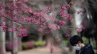 Seorang pria mengenakan masker melewati pohon sakura di taman Ueno, Tokyo, Jepang (12/3/2020). Di tengah kekhawatiran akan penyebaran virus corona COVID-19, Gubernur Tokyo Yuriko Koike menghimbau warga menghindari kerumunan saat pesta tradisional "hanami". (AFP/Philip Fong)