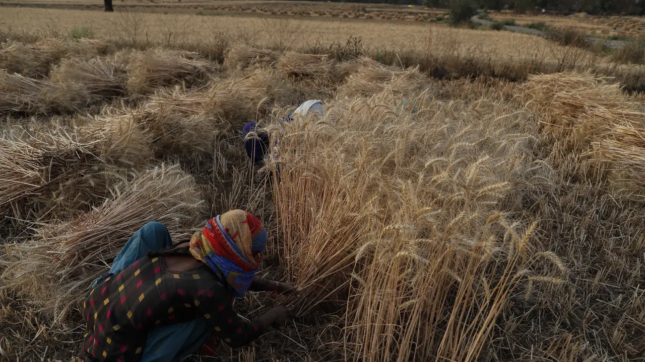 Potret Petani India saat Panen Gandum