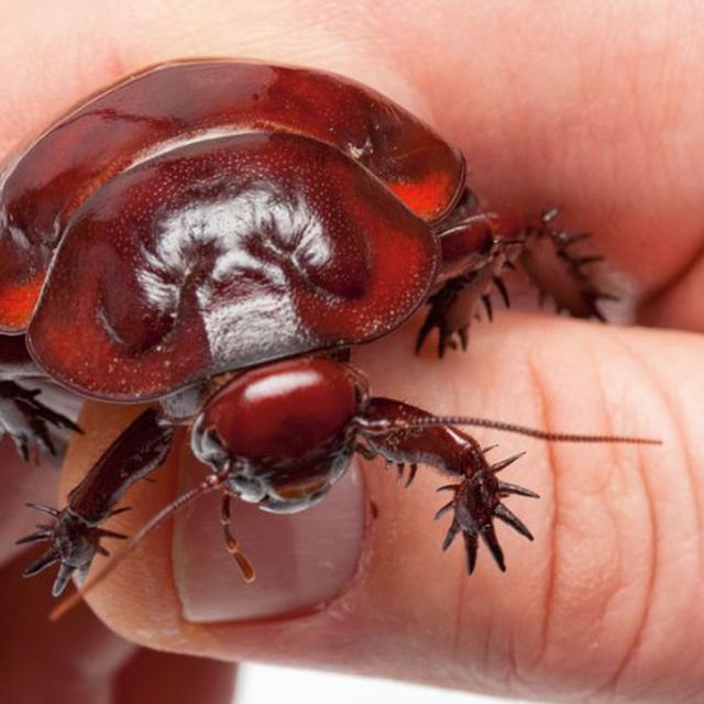 Fobia Kecoak Begini Cara Mengatasinya Citizen6 Liputan6 Com