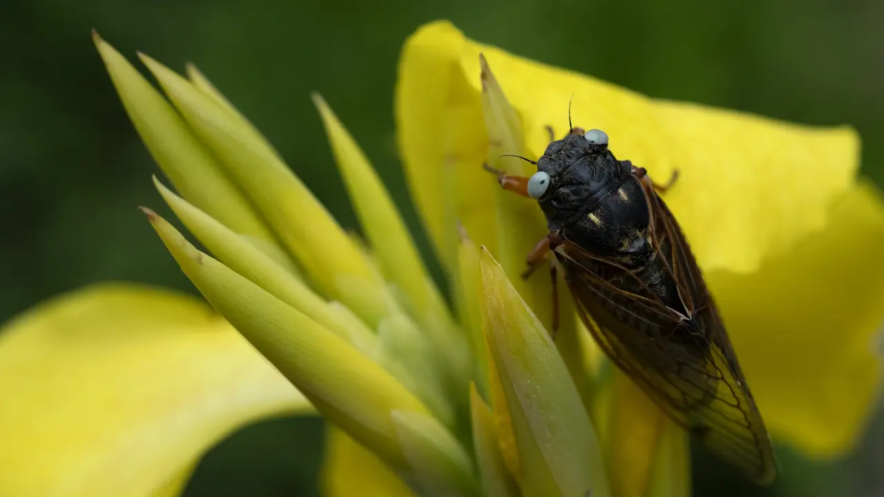Ilustrasi Cicada (AP/Erin Hooley)