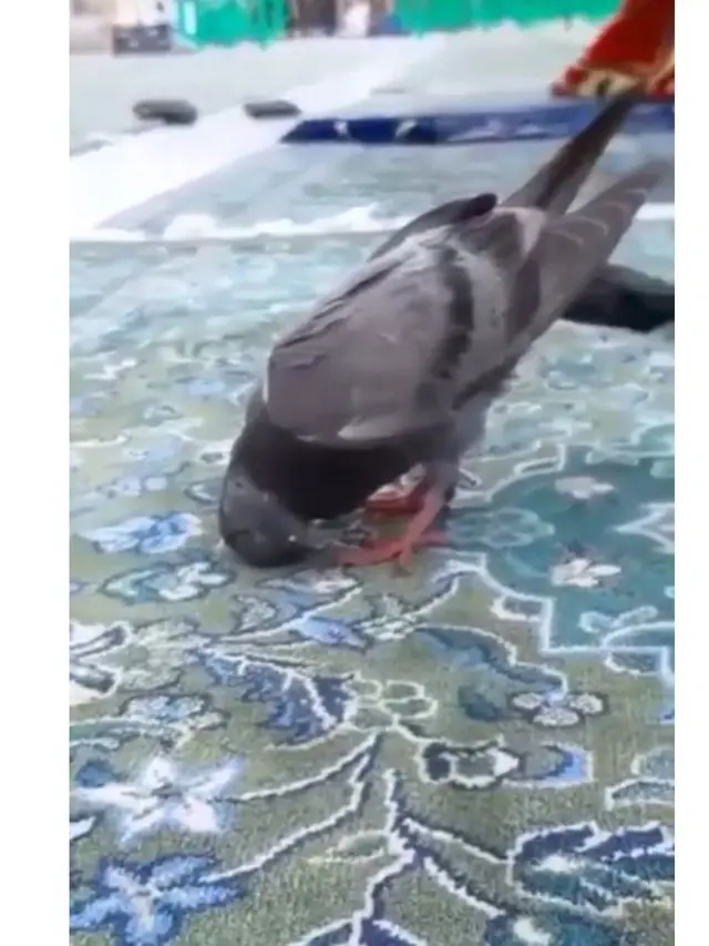 Viral Momen Burung Merpati Bak Sujud di Masjidil Haram, Bikin Jemaah Takjub