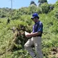 Dari ladang tersebut, petugas gabungan menemukan 7.500 batang pohon ganja siap panen. Penemuan itu tindak lanjut dari hasil penyelidikan yang dilaksanakan sebelumnya.