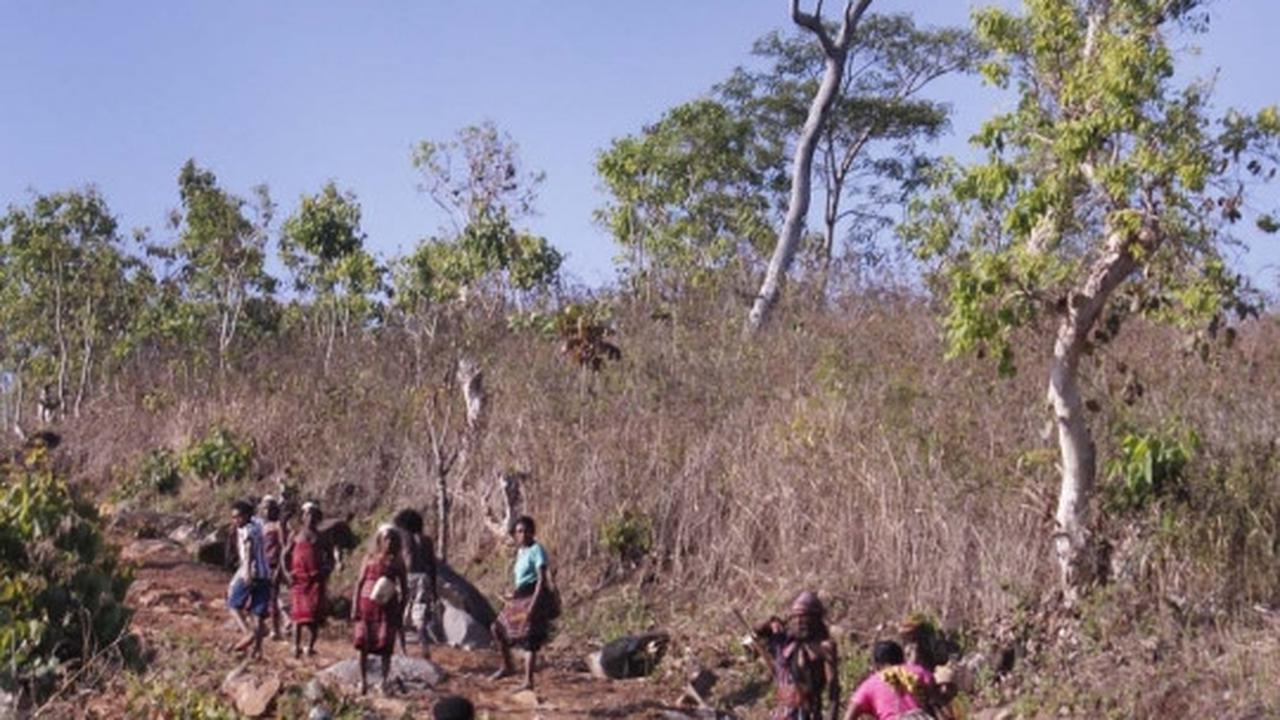 Mengenal Lego-Lego, tarian persaudaraan suku pedalaman Alor