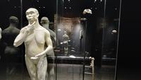 Fosil Java Man Pulang Kampung dari Belanda Setelah 130 Tahun, Dipajang di Museum Nasional Indonesia