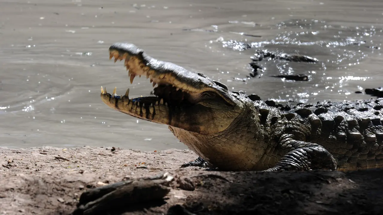 20151101-Ribuan Buaya Makan Cabang Pohon Karena Kelaparan-Honduras