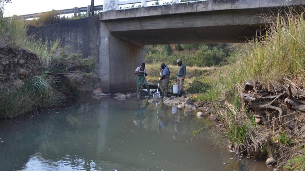 Ilmuwan Temukan Makhluk Sungai Berkepala Besar dengan Moncong Tumpul, Ternyata Spesies Baru Tidak Terduga
