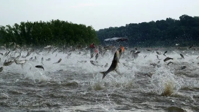 Fenomena Alam Ribuan Ikan Laut Lompat Ke Darat