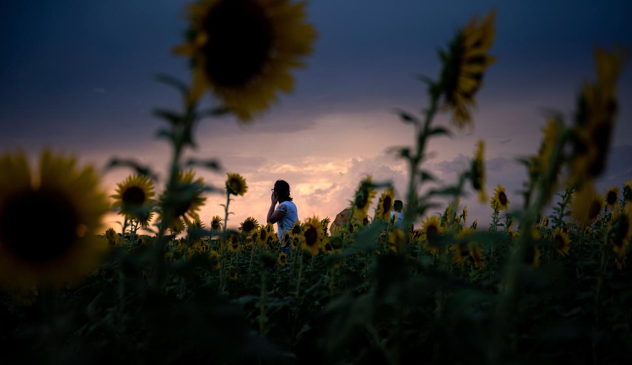 Matahari terbenam ketika orang-orang mengunjungi taman bunga matahari di ladang bunga Nokesville, Virginia pada Kamis (22/8/2019). Disana, bunga matahari dengan kembang berwarna kuningnya nan cantik terhampar di ladang luas. (Photo by Brendan Smialowski / AFP)