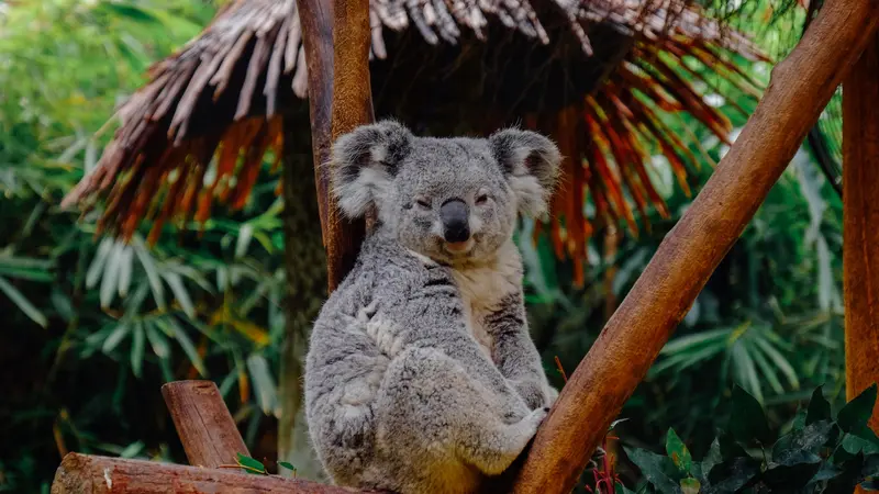 Ilustrasi koala, hewan