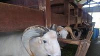 Beberapa domba Garut pejantan unggul asli nuftah Indonesia di salah satu kandang kawasan UPT Pembibitan domba Margawati, Garut, Jawa Barat. (Liputan6.com/Jayadi Supriadin)