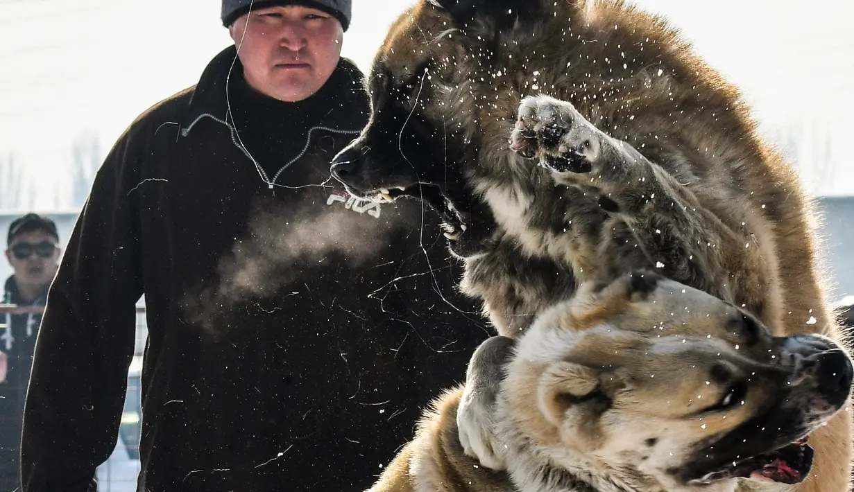 Dua Anjing Gembala Asia Tengah (Alabay) bertarung di arena pertarungan bersalju di Kota Bishkek, Kyrgyzstan (18/11). Sekitar 23 pemilik membawa anjing mereka dalam acara pertarungan untuk memperebutkan gelar juara. (AFP Photo/Vyacheslav Oseledko)