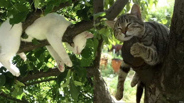 Ini 10 Hal Wajib yang Perlu Diketahui Tentang Kucing - Regional ...