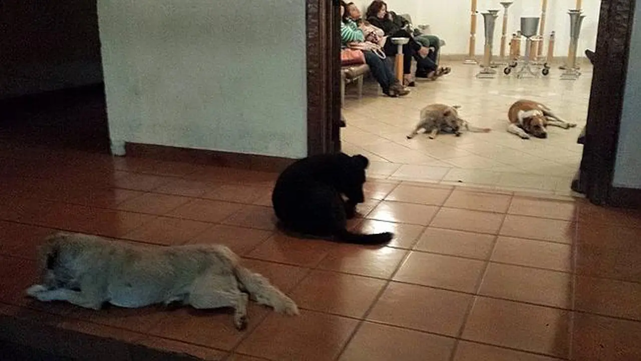 Anjing-anjing liar melayat perempuan Meksiko