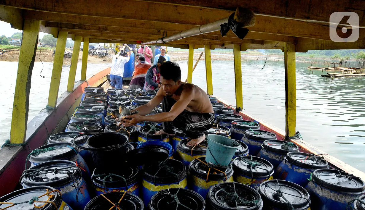 Petani menata hasil panen ikan bawal air tawar yang akan dibawa ke Pasar Ikan Muara Angke Jakarta dari Waduk Cirata di kawasan Desa Gudang, Cikalong Kulon, Cianjur, Jawa Barat, Senin (29/8/2022). Sejumlah petani ikan air tawar di kawasan Waduk Cirata sudah lebih dari dua bulan menjerit karena kenaikan harga pakan ikan dari Rp 8.500/kg menjadi Rp 10.500/kg sementara harga ikan bawal konstan Rp 14.500/kg di tingkat petani. (merdeka.com/Arie Basuki)