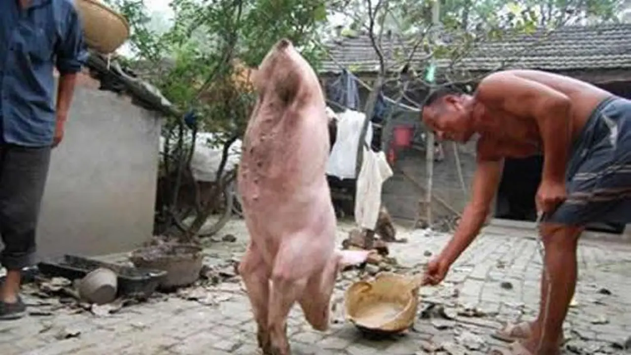 Babi Berkaki Dua Jadi Selebriti Lokal di Cina